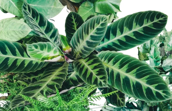 Calathea Warscewiczii (Calathea Jungle Velvet, Prayer Plant)