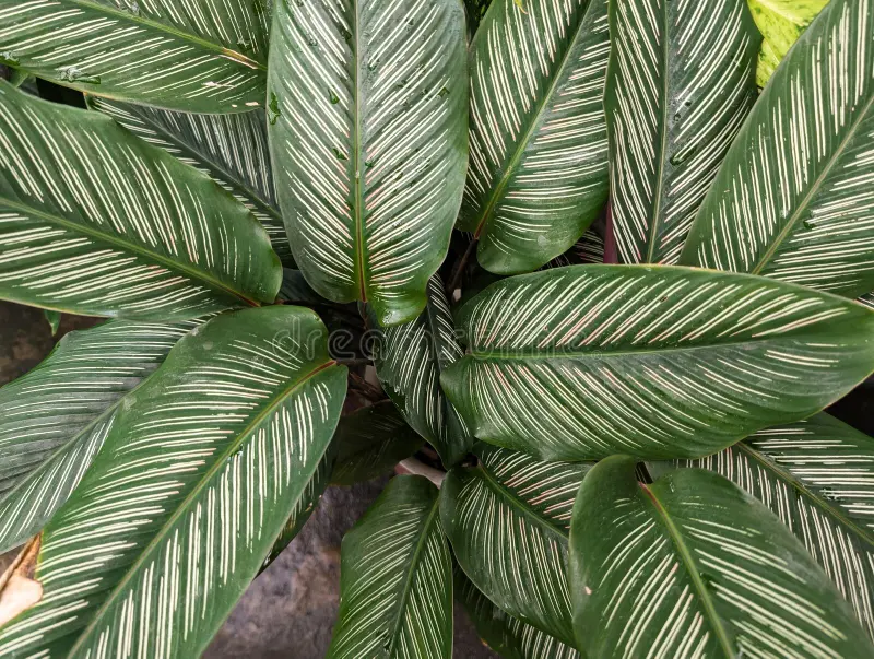 Calathea majestica or Goeppertia majestica
