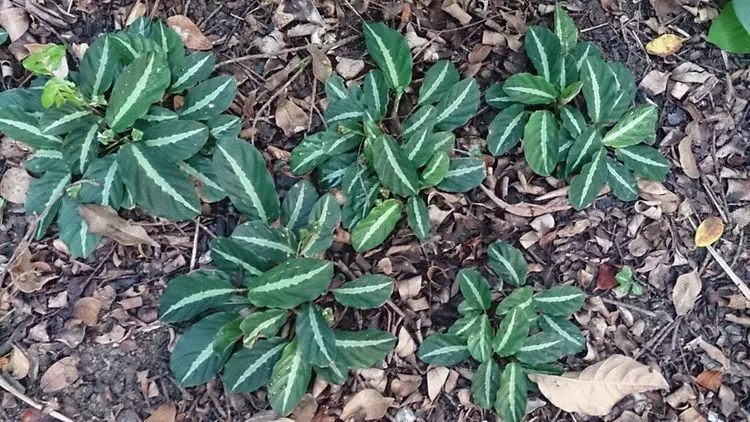 Calathea Undulata