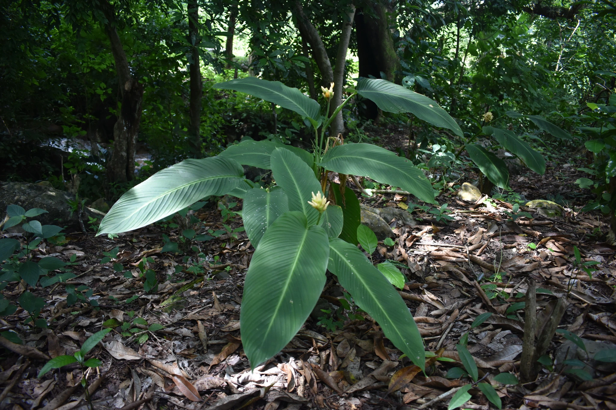 Calathea Macrosepala or Goeppertia Macrosepala