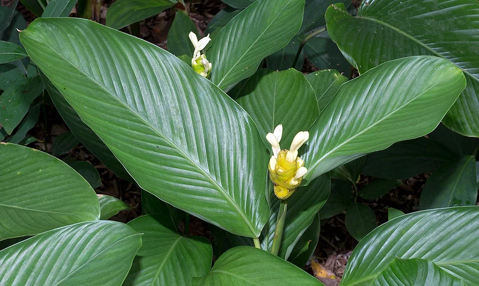 Calathea Marantifolia or Goeppertia Marantifolia
