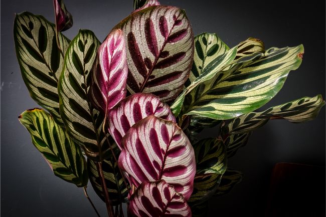 Calathea Makoyana (Peacock Plant)