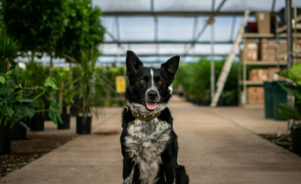 Is Calathea Toxic to Cats and Dogs? 1 Is Calathea Toxic to Cats and Dogs?