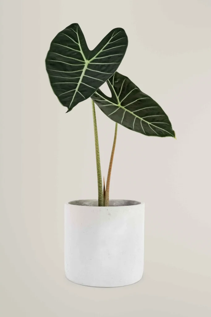 ABOUT US 1 potted plant alocasia popular houseplant 1 1 683x1024 1