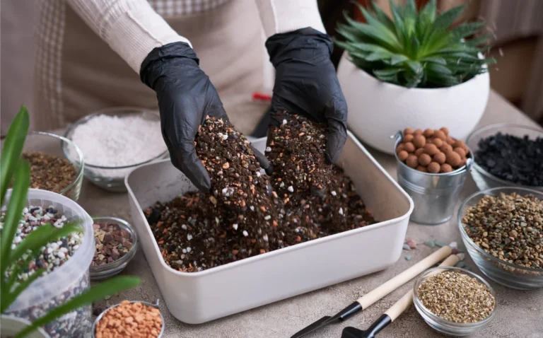 Soil mixture for Calathea