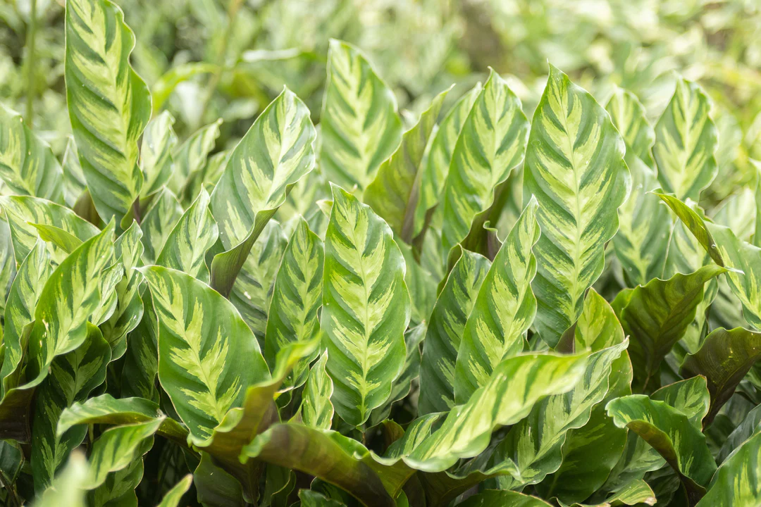 Calathea Albertii