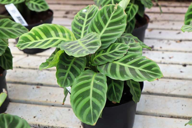 Calathea