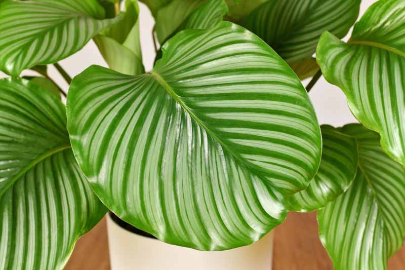 Calathea Orbifolia (Round Leaf Plant)