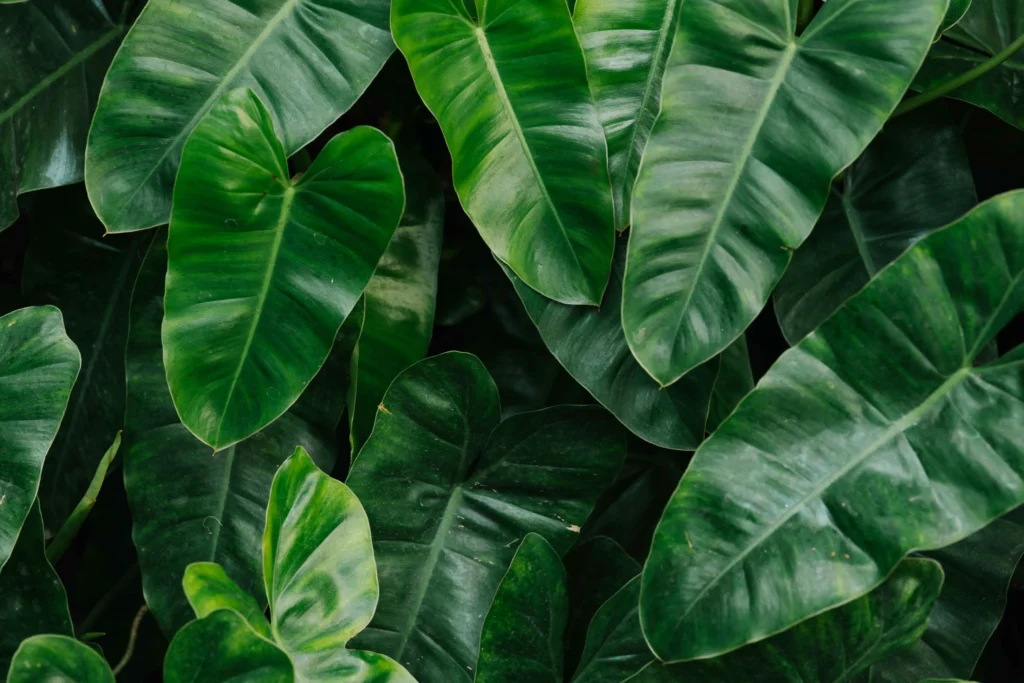 HOME 7 tropical green leaves background 1 1024x683 1