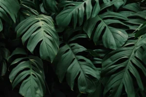 HOME 9 tropical green leaves background 2 1 300x200 1