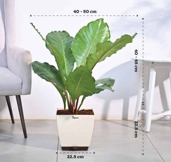 ANTHURIUM HOOKERI: Varieties, Care, and Propagation 1 ANTHURIUM HOOKERI