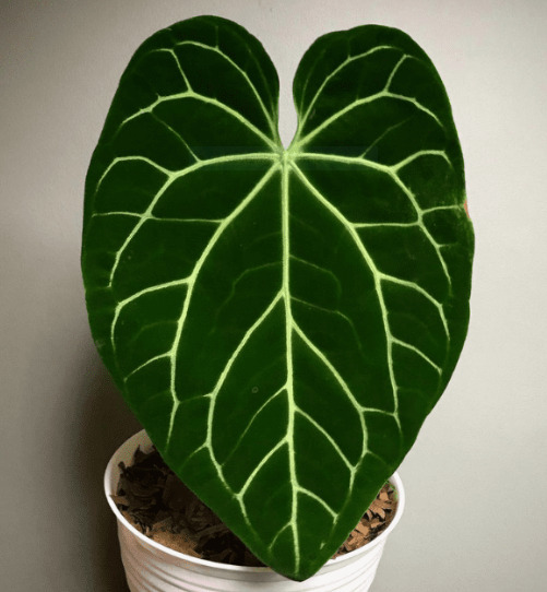 Anthurium Magnificum: Origin, Appearance, Hybrids, and Care 10 Anthurium Magnificum x Regale