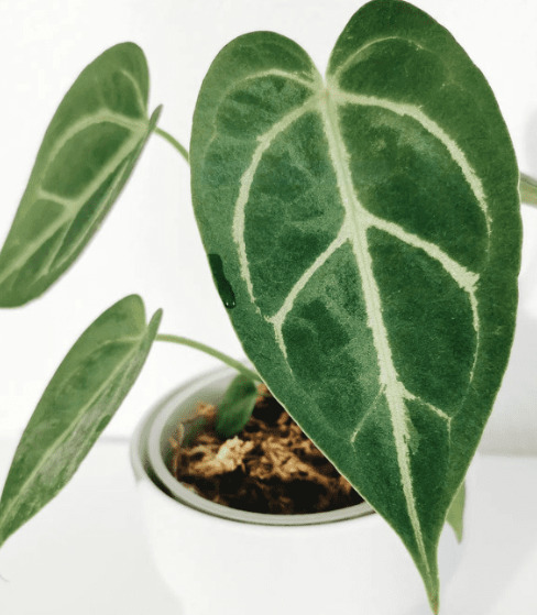 Anthurium Magnificum: Origin, Appearance, Hybrids, and Care 11 Anthurium Magnificum x Forgetii