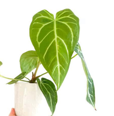 Anthurium Magnificum: Origin, Appearance, Hybrids, and Care 12 Anthurium Magnificum x Crystallinum