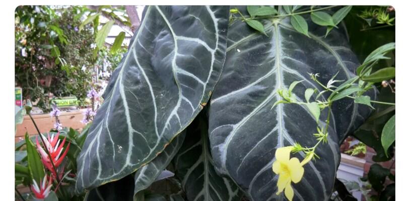 Anthurium Magnificum: Origin, Appearance, Hybrids, and Care 1 Anthurium Magnificum