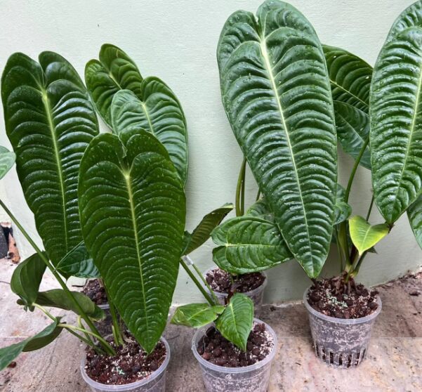 Anthurium Veitchii: Origin, Types, Care, and Propagation 5 Anthurium Veitchii