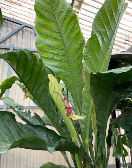ANTHURIUM HOOKERI: Varieties, Care, and Propagation 2 ANTHURIUM HOOKERI: Varieties, Care, and Propagation