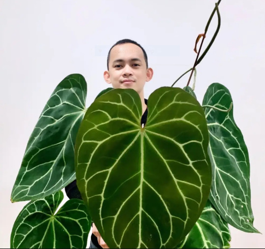 Anthurium Magnificum: Origin, Appearance, Hybrids, and Care 2 Anthurium Magnificum