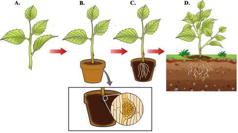 Anthurium Regale: Classification, Care, and Propagation 5 Stem Cutting Propagation