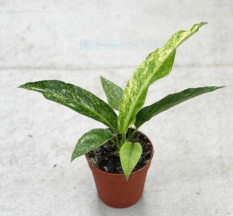 ANTHURIUM HOOKERI: Varieties, Care, and Propagation 3 Anthurium Hookeri Albo Variegated