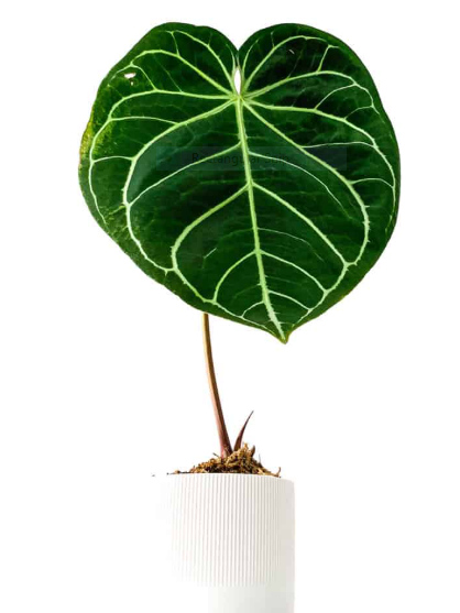 Anthurium Magnificum: Origin, Appearance, Hybrids, and Care 3 Anthurium Magnificum Leaves