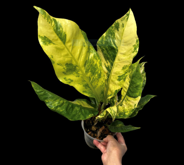 ANTHURIUM HOOKERI: Varieties, Care, and Propagation 4 Anthurium Hookeri Yellow Variegated