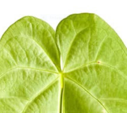 Anthurium Magnificum: Origin, Appearance, Hybrids, and Care 4 Anthurium Magnificum Petioles