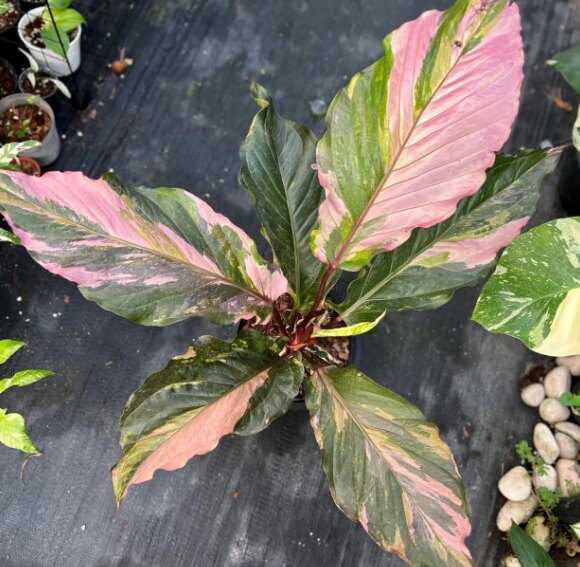 ANTHURIUM HOOKERI: Varieties, Care, and Propagation 5 Anthurium Hookeri Pink Variegated