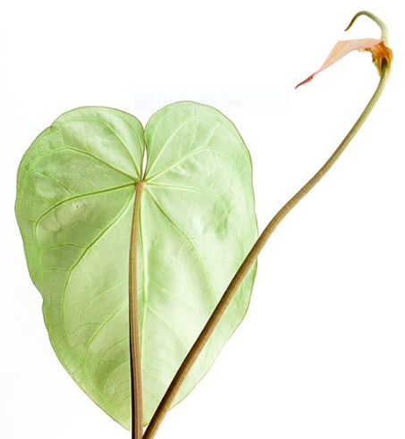 Anthurium Magnificum: Origin, Appearance, Hybrids, and Care 5 Anthurium Magnificum Inflorescence