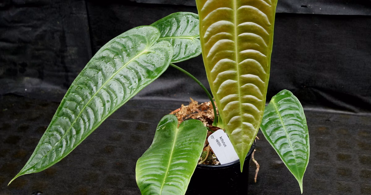 Anthurium Veitchii: Origin, Types, Care, and Propagation 2 Narrow Form Anthurium Veitchii