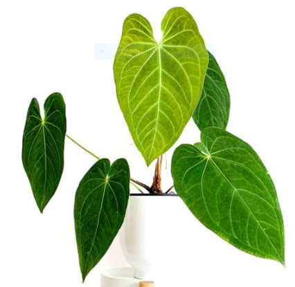 Anthurium Magnificum: Origin, Appearance, Hybrids, and Care 6 Anthurium Magnificum x Papillilaminum
