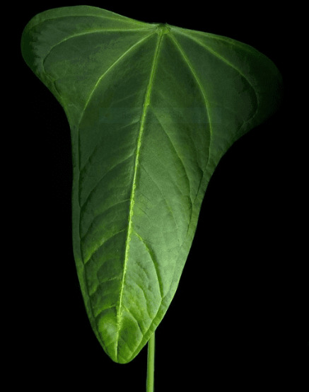 Anthurium Magnificum: Origin, Appearance, Hybrids, and Care 7 Anthurium Magnificum x Moronense