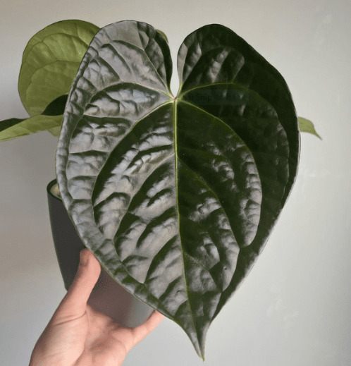 Anthurium Magnificum: Origin, Appearance, Hybrids, and Care 8 Anthurium Magnificum x Luxurians