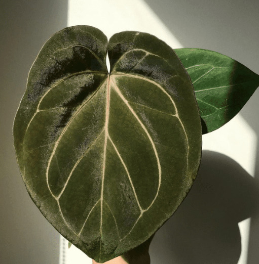 Anthurium Magnificum: Origin, Appearance, Hybrids, and Care 9 Anthurium Magnificum x Dressleri