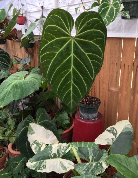 Anthurium Regale: Classification, Care, and Propagation 2 Anthurium Regale