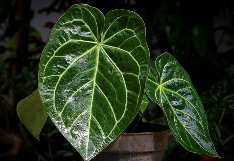 Anthurium Regale: Classification, Care, and Propagation 1 Anthurium Regale