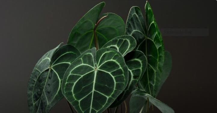 Anthurium Villenaorum: Origin, Hybrids, Care, and Propagation 3 Anthurium Villenaorum Leaves