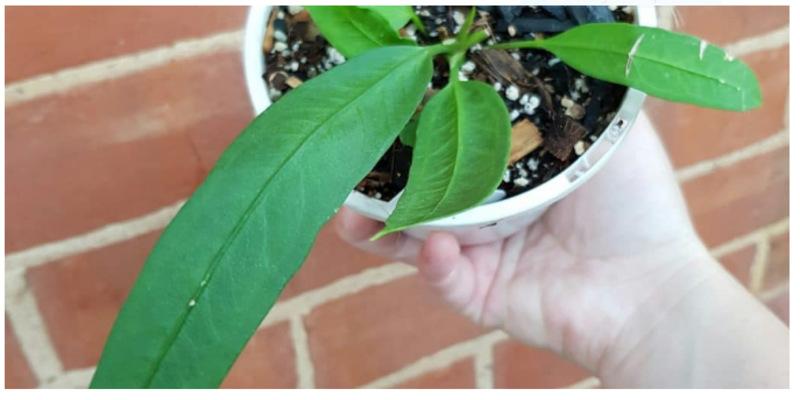 Anthurium Vittarifolium: Origin, Care, and Propagation 4 Anthurium Vittarifolium