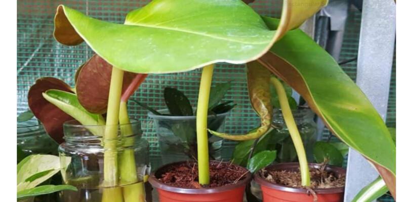 Anthurium Vittarifolium: Origin, Care, and Propagation 8 Anthurium Vittarifolium
