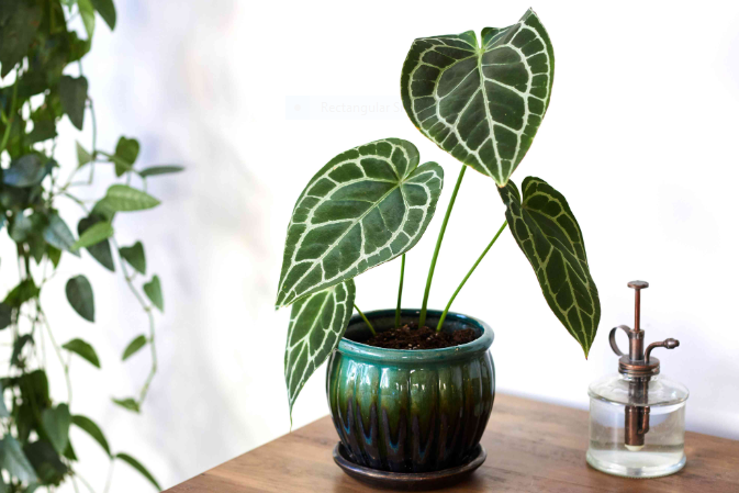 Anthurium Crystallinum: Origin, Appearance, Care, and Propagation 2 Anthurium Crystallinum