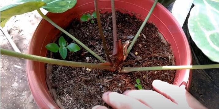 Anthurium Crystallinum: Origin, Appearance, Care, and Propagation 3 Anthurium Crystallinum Soil