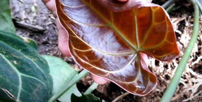 Anthurium Crystallinum: Origin, Appearance, Care, and Propagation 4 Anthurium Crystallinum Leaves