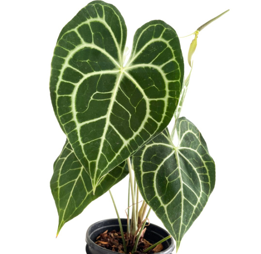 ANTHURIUM CLARINERVIUM: Origin, Hybrids, Care, and Propagation 6 Anthurium Queen Clarinervium
