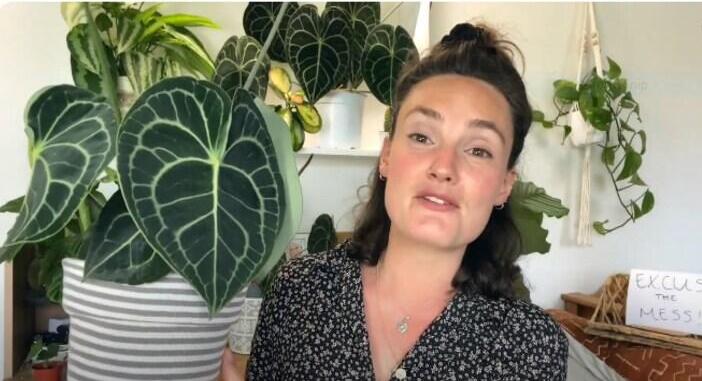 ANTHURIUM CLARINERVIUM: Origin, Hybrids, Care, and Propagation 1 ANTHURIUM CLARINERVIUM