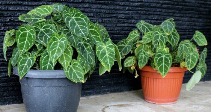 ANTHURIUM CLARINERVIUM: Origin, Hybrids, Care, and Propagation 2 Ann
