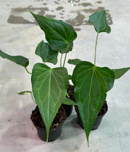 ANTHURIUM CLARINERVIUM: Origin, Hybrids, Care, and Propagation 4 Anthurium Delta Force