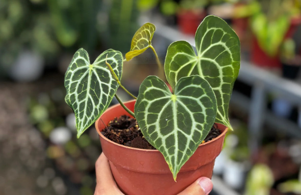 ANTHURIUM CLARINERVIUM: Origin, Hybrids, Care, and Propagation 5 Anthurium King Clarinervium