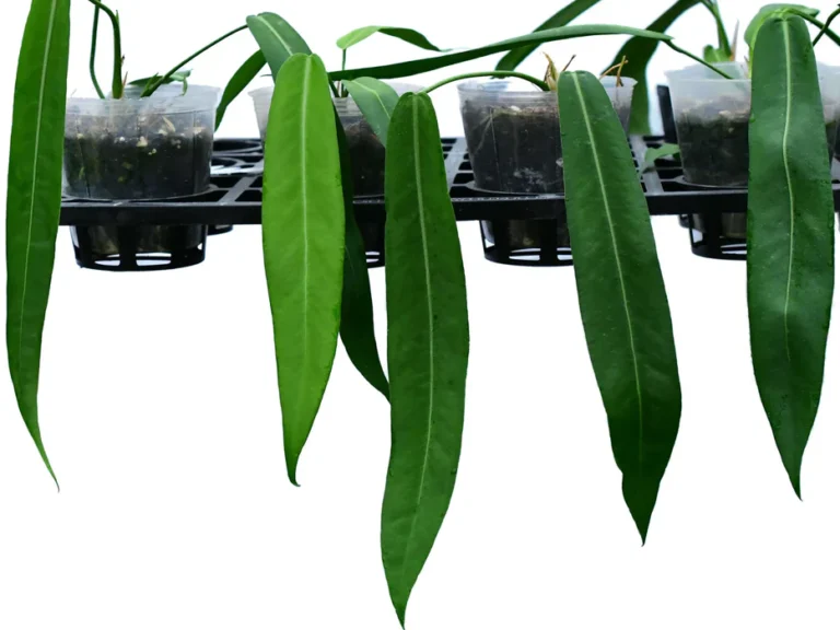 Anthurium Pallidiflorum