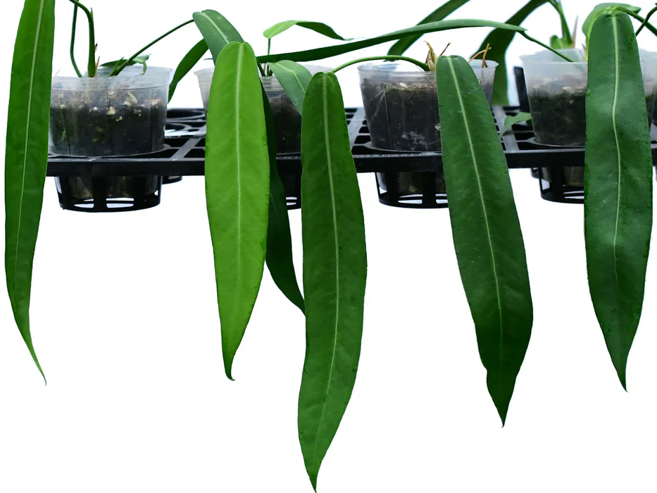 Anthurium Pallidiflorum: Origin, Care, and Propagation 2