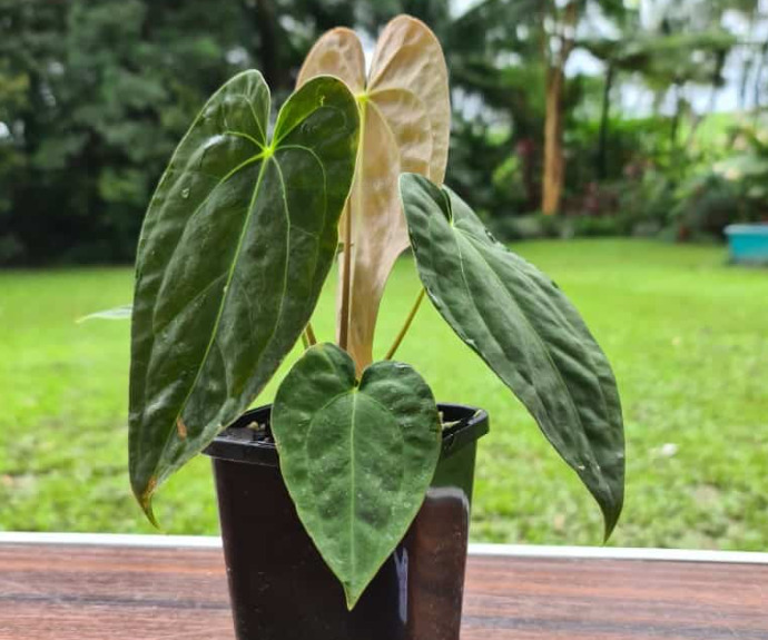Anthurium Papillilaminum: Description, Care, and Propagation 1 Anthurium Papillilaminum